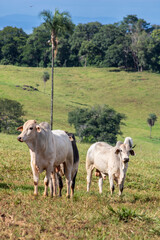 Herd of zebu Nellore animals in a pasture area of a beef cattle farm in Brazil