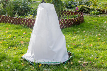 Autumn shelter with textiles for perennial garden roses from northern frosts.
