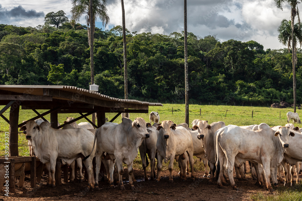 Wall mural Herd of zebu Nellore animals in a feeder area of a beef cattle farm in Brazil