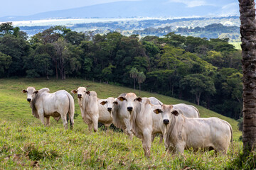 Herd of zebu Nellore animals in a pasture area of a beef cattle farm in Brazil