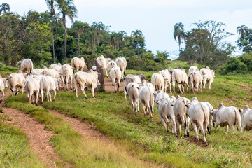 Obraz premium Herd of zebu Nellore animals in a pasture area of a beef cattle farm in Brazil