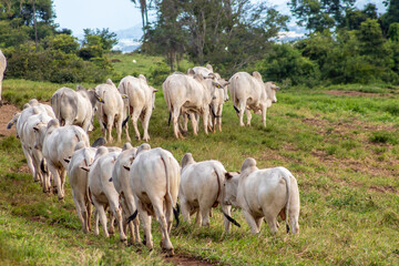 Herd of zebu Nellore animals in a pasture area of a beef cattle farm in Brazil - obrazy, fototapety, plakaty