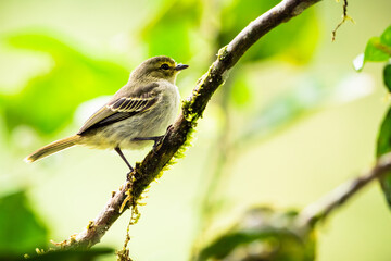 Fototapeta premium BIrd on a branch