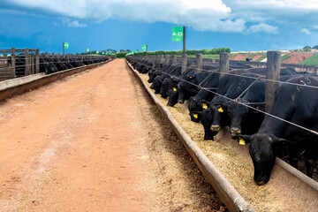 Herd of Aberdeen Angus animals in a feeder area of a beef cattle farm in Brazil