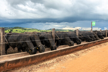 Herd of Aberdeen Angus animals in a feeder area of a beef cattle farm in Brazil