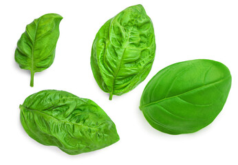 Basil leaf isolated on white background. Basil leaves  collection. Pattern. Top view. Flat lay