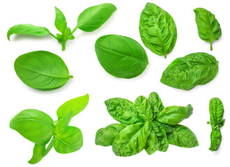 Fototapeta premium Basil leaf isolated on white background. Basil leaves collection. Pattern. Top view. Flat lay