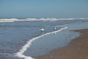 seagulls on the beach