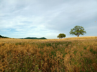 Sommerlandschaft im August: Wiese und Feld im Hochsommer mit zwei Bäumen und Hügeln bei...