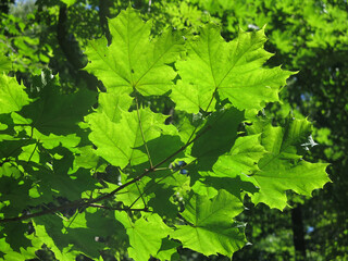 sunlight penetrates through the lacy leaves of a green maple