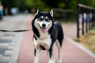 Portrait of Alaskan Malamute on the background of city park