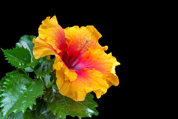 Hibiscus orange sur fond noir 