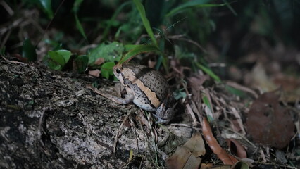  banded bullfrog (Kaloula pulchra)