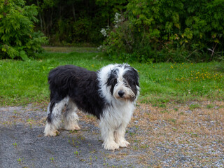 Shaggy black and white Old English Sheepdog standing unleashed guarding its property, Quebec City, Quebec, Canada