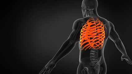 Human rib cage 3D illustration