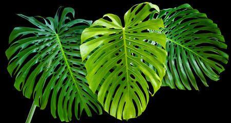 Feuilles géantes de philodendron, monstera deliciosa sur fond noir  © Unclesam