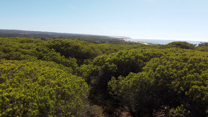Pin autour du lagon d'Albufeira