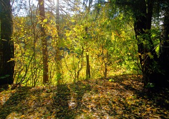 gold autumn in the forest