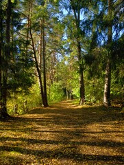autumn in the forest