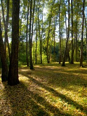 path in autumn forest