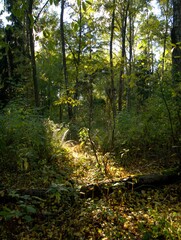 forest in autumn