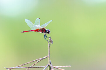 Macrodiplax cora , Beautiful red dragonfly perched on branch with green background in Thailand.