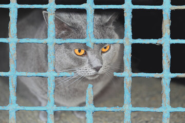 Maltraitance animale