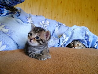 A small tabby kitten lies on the bed and is watched by a cat who is hidden under the duvet