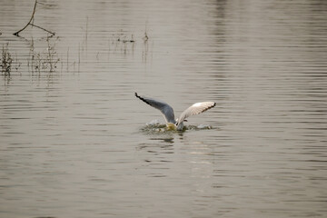 Danube Island Sodros near Novi Sad, Serbia.