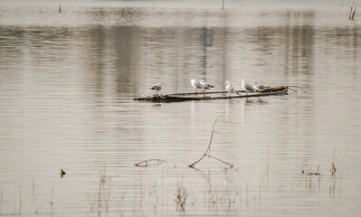 Danube Island Sodros near Novi Sad, Serbia.
