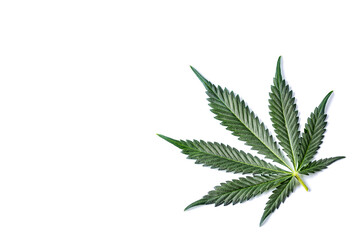 Green cannabis leaves isolated on white background.Cannabis is a standoff between a drug and a medicine.Medicinal indica with CBD. Growing medical marijuana.