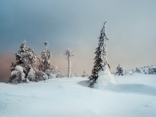 Winter minimalistic northern background with trees plastered with snow against a snow dark dramatic sky. Arctic harsh nature. Mystical fairy tale of the winter misty forest.