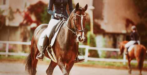 A beautiful bay horse with a rider in the saddle trots in the arena, participating in equestrian...