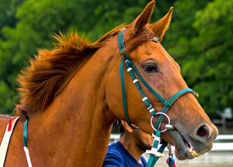 Portrait of beautiful red horse