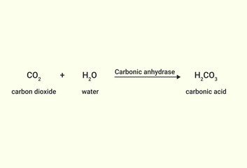 Chemical equation of the reaction between carbon dioxide and water - obrazy, fototapety, plakaty