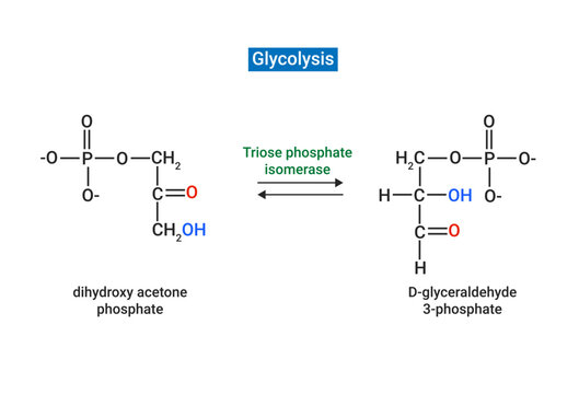 Glycolysis is the first step in the breakdown of glucose to extract energy for cellular metabolism