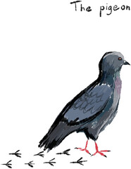 urban common pigeon dove sketch freehand drawing vector