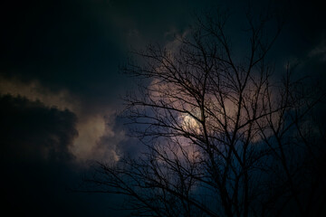 Bare tree against a cloudy full moon night