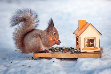 Red squirrel sits on the snow and eats nuts and seeds next to a wooden house in a winter park or forest © Leka