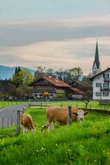 The most beautiful German village and on the front side brown cows