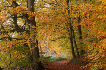 Obraz premium Bunt verfärbte Buchen am Waldweg