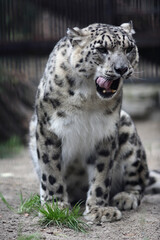 Naklejka premium close up portrait of yawning snow leopard sitting