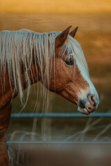 portrait of a horse