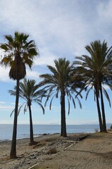 Palm trees on beach in Estepona, Malaga, Spain - 531999753