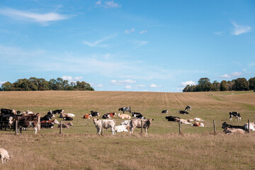 Naklejka na ściany i meble Cows and Sheep, animals in the grass field, Autumn