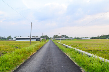 Fototapeta na wymiar road in the countryside among rice field