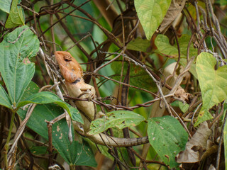 Lizard sitting in bushes
