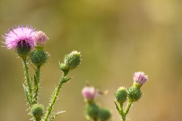 Closeup of spiny plumeless thistle flowers with green blurred plants on background