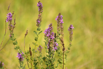 Close-up of purple loosestrife flowers with green blurred plants on background