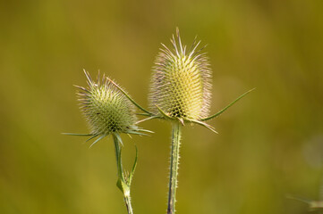 Close-up of cutleaf teasel green seeds with warm green blurred background